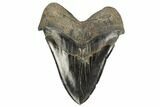 Fossil Megalodon Tooth - South Carolina #114502-2